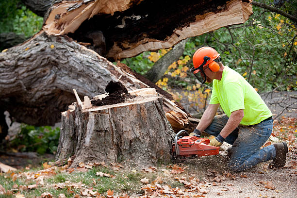 Trusted Leechburg, PA Tree Service Experts